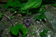 Asarum macranthum