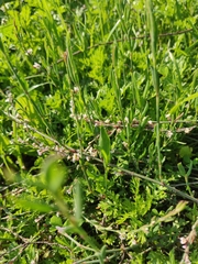 Polygonum equisetiforme