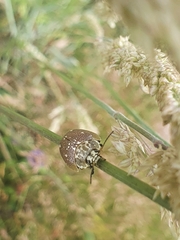 Paropsis aegrota