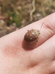 Paropsis aegrota