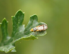 Sphenella ruficeps