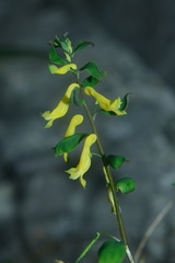 Corydalis balansae