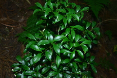 Symplocos setchuensis