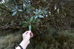 Rhododendron pseudochrysanthum