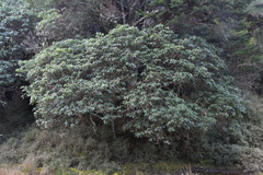 Rhododendron pseudochrysanthum