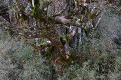 Rhododendron pseudochrysanthum