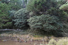 Rhododendron pseudochrysanthum