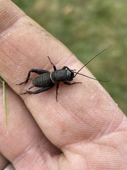 Teleogryllus commodus
