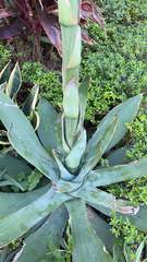 Agave attenuata