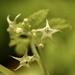 Gynostemma pentaphyllum - Photo (c) 桃子, algunos derechos reservados (CC BY-NC), subido por 桃子