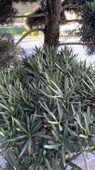 Podocarpus macrophyllus