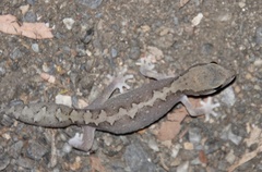 Diplodactylus vittatus