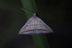 Loxioda similis