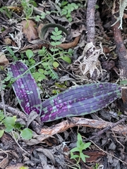 Orchis mascula