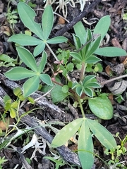 Lupinus hispanicus
