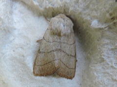 Charanyca trigrammica
