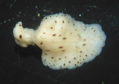 Pseudoceros montereyensis