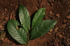 Diospyros sylvatica
