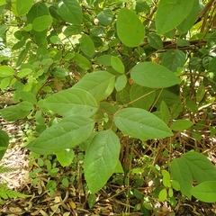 Viburnum tinus