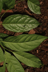Diospyros nilagirica