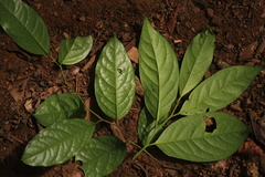 Diospyros nilagirica