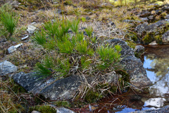 Pinus armandi mastersiana