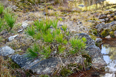 Pinus armandi mastersiana