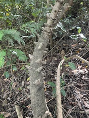 Zanthoxylum asiaticum