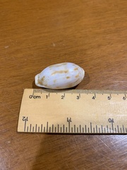 Talostolida pellucens