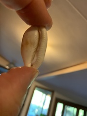 Talostolida pellucens