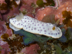 Chromodoris aspersa
