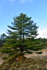 Pinus armandi mastersiana