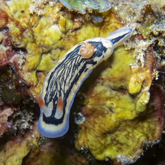 Hypselodoris maritima