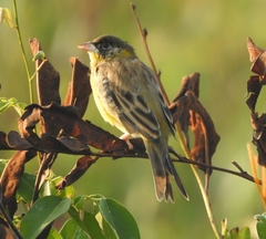 Emberiza melanocephala