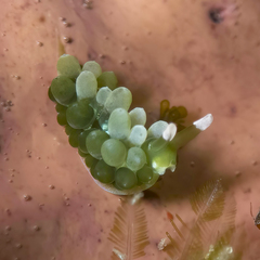 Sacoproteus smaragdinus
