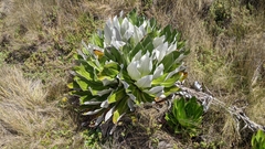 Dendrosenecio