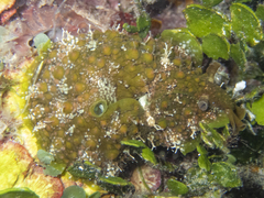 Dolabrifera brazieri