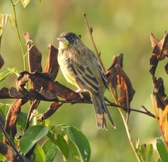 Emberiza melanocephala