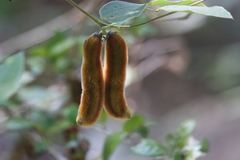 Mucuna pruriens
