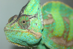 Chamaeleo calyptratus