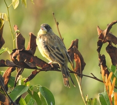 Emberiza melanocephala