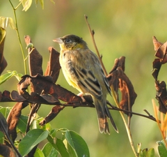 Emberiza melanocephala