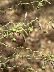 Dianella tarda