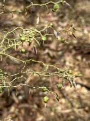 Dianella tarda