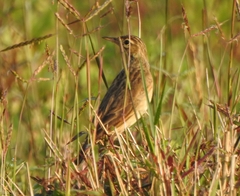 Anthus richardi