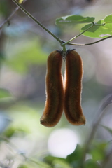 Mucuna pruriens