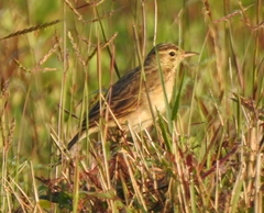 Anthus richardi
