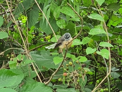 Rhipidura fuliginosa fuliginosa