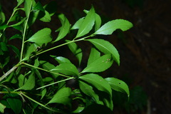 Symplocos setchuensis