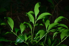 Symplocos setchuensis